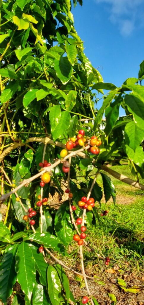 Coffee cherries on the coffee plant