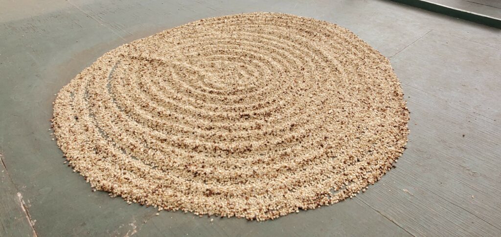 Tan colored coffee beans drying on woodened platform. Raked into a circle. 