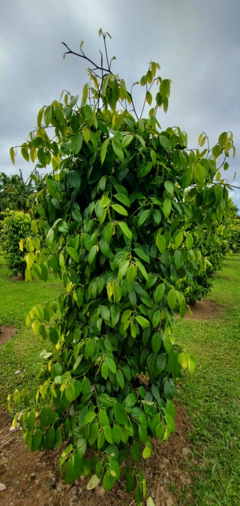 Tall green peppercorn plant in Hawaii