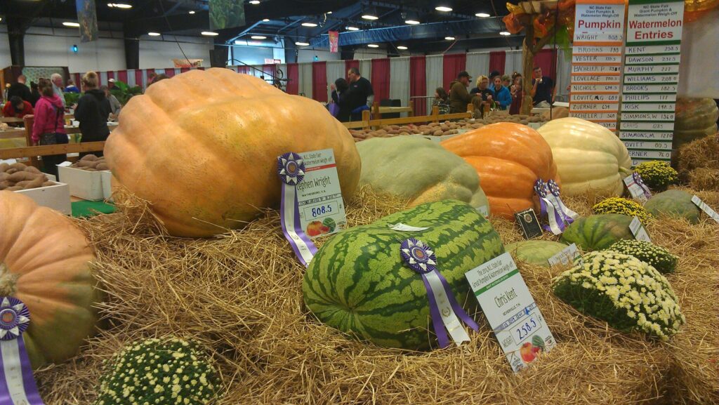 Display of gigantic pumpkins at state fair